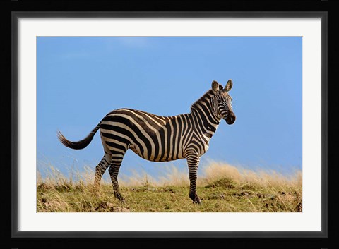 Framed Single Burchell's Zebra, Masai Mara Game Reserve, Kenya Print