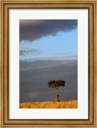 Framed Single Umbrella Thorn Acacia Tree at sunset, Masai Mara Game Reserve, Kenya Print