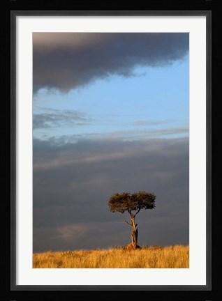 Framed Single Umbrella Thorn Acacia Tree at sunset, Masai Mara Game Reserve, Kenya Print