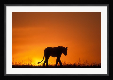 Framed Silhouette of Lion, Masai Mara Game Reserve, Kenya Print