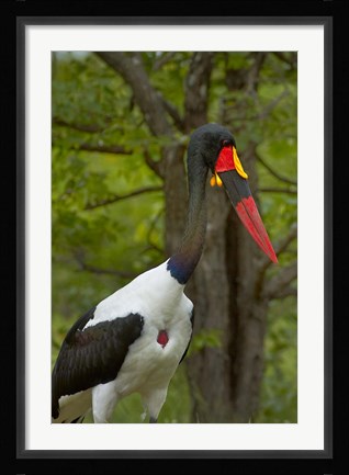 Framed Saddle-billed Stork, Kruger NP, South Africa Print