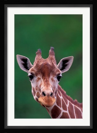 Framed Reticulated Giraffe, Impala Ranch, Kenya Print