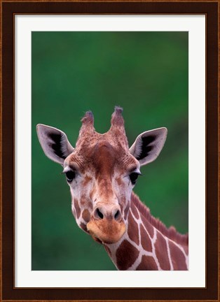 Framed Reticulated Giraffe, Impala Ranch, Kenya Print