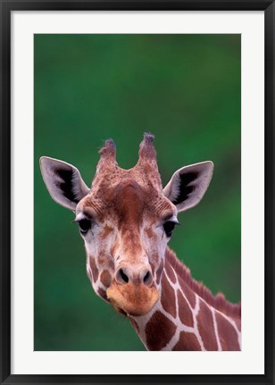 Framed Reticulated Giraffe, Impala Ranch, Kenya Print
