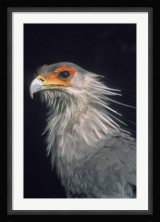 Framed Secratarybird, South Africa Print