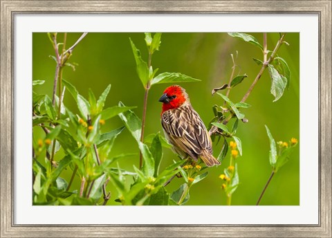 Framed Red-headed Quelea, Serengeti National Park, Tanzania Print