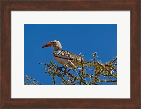 Framed Red-billed Hornbill, Samburu Game Reserve, Kenya Print