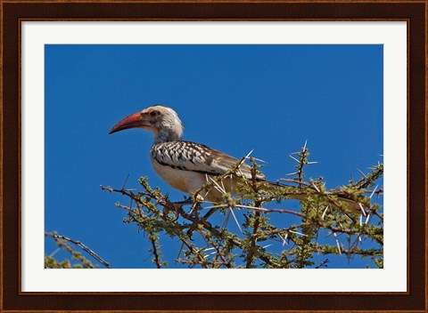 Framed Red-billed Hornbill, Samburu Game Reserve, Kenya Print