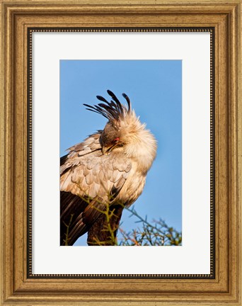 Framed Secretarybird seen in the Masai Mara, Kenya Print