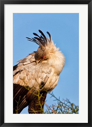 Framed Secretarybird seen in the Masai Mara, Kenya Print