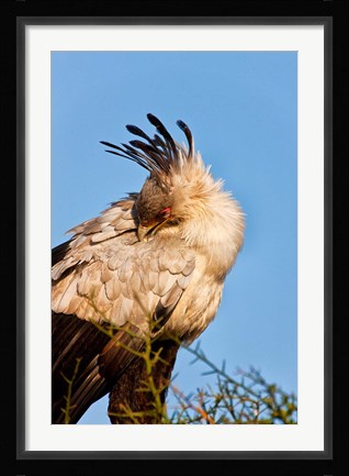 Framed Secretarybird seen in the Masai Mara, Kenya Print