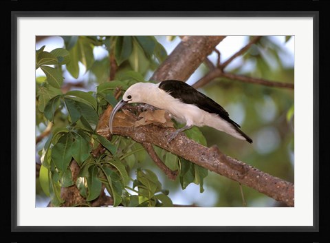 Framed Sickle-billed Vanga, Katsepy, Madagascar Print
