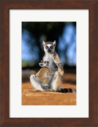 Framed Ring-tailed Lemur primate, Berenty Reserve, Madagascar Print