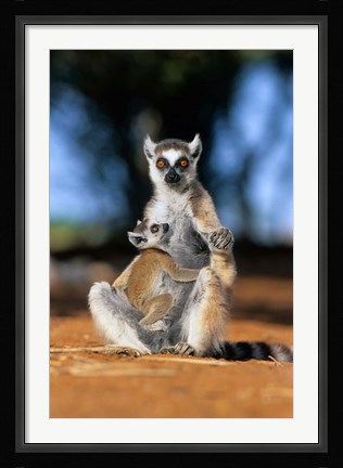 Framed Ring-tailed Lemur primate, Berenty Reserve, Madagascar Print