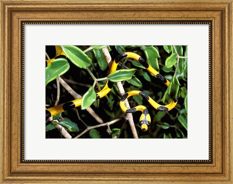 Framed Snake, Western Desciduous Forests, Madagascar Print