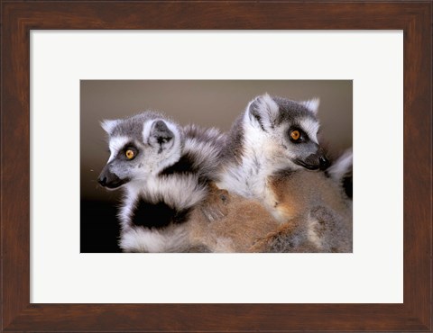 Framed Ring-tailed Lemurs, Berenty Private Reserve, Madagascar Print