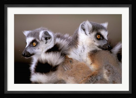Framed Ring-tailed Lemurs, Berenty Private Reserve, Madagascar Print