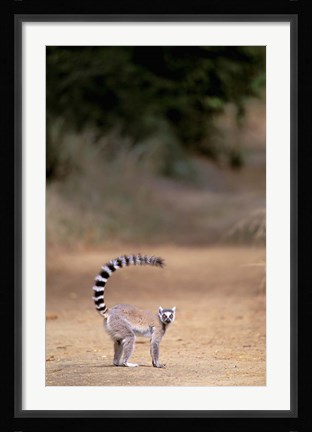 Framed Ring-tailed Lemur, Berenty Reserve, Madagascar Print