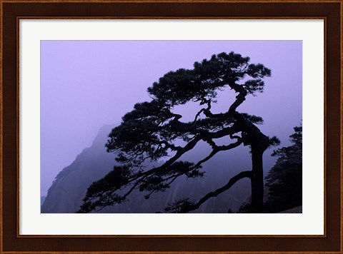 Framed Seeing Off Pine Tree on Mt Huangshan (Yellow Mountain), China Print