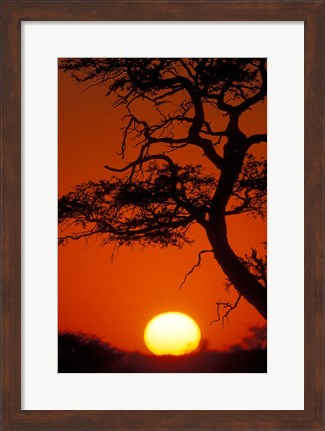 Framed Silhouetted Tree Branches, Kalahari Desert, Kgalagadi Transfrontier Park, South Africa Print
