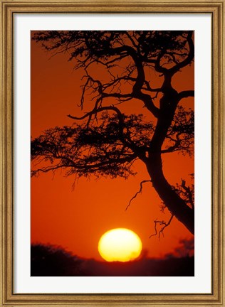 Framed Silhouetted Tree Branches, Kalahari Desert, Kgalagadi Transfrontier Park, South Africa Print