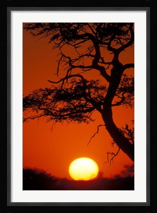 Framed Silhouetted Tree Branches, Kalahari Desert, Kgalagadi Transfrontier Park, South Africa Print