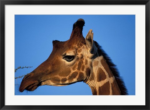 Framed Reticulated Giraffe, Kenya Print