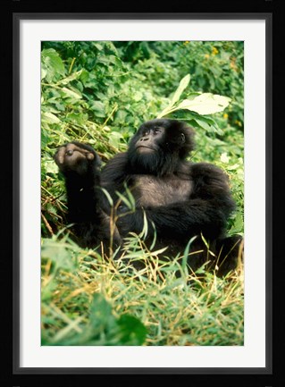 Framed Rwanda, Six year old mountain Gorilla, March Print