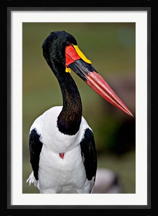 Framed Saddle-Billed Stork Portrait, Tanzania Print