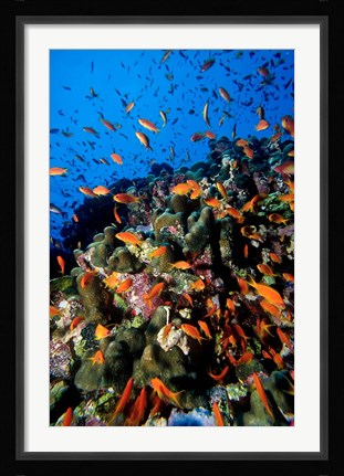 Framed Scalefin Anthias Fish at Habili Ali, Red Sea, Egypt Print