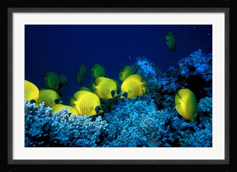 Framed School of Masked Butterflyfish, Red Sea, Egypt Print
