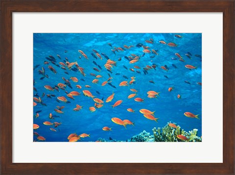 Framed Scalefin Anthias, Elphinstone Reef, Red Sea, Egypt Print