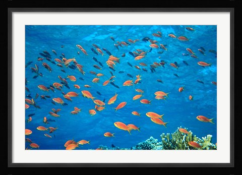 Framed Scalefin Anthias, Elphinstone Reef, Red Sea, Egypt Print