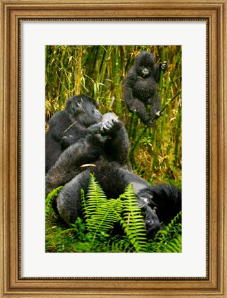 Framed Rwanda, Silverback, Mountain Gorillas Print