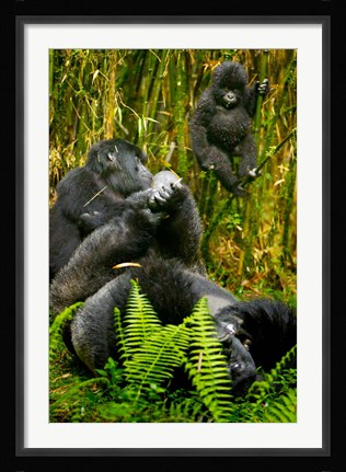 Framed Rwanda, Silverback, Mountain Gorillas Print