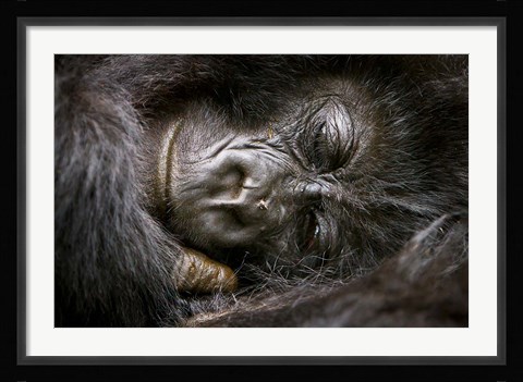 Framed Rwanda, Volcanoes NP, Mountain Gorilla Sleeping Print