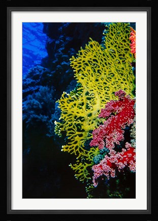 Framed Corals at Abu Basala, Red Sea, Egypt Print
