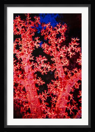 Framed Coral at Abu Soma Arbaa, Red Sea, Egypt Print