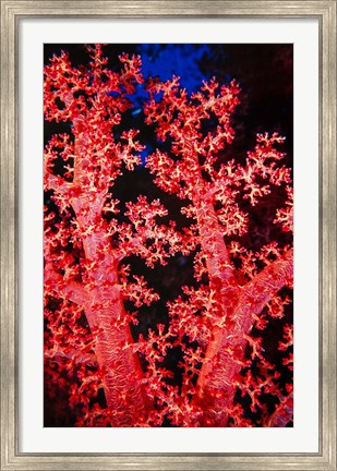 Framed Coral at Abu Soma Arbaa, Red Sea, Egypt Print