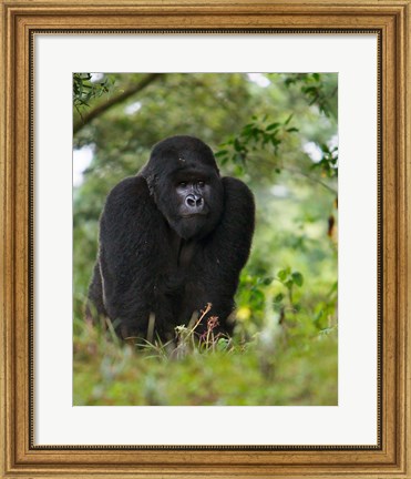 Framed Rwanda, Kigoma, Mountain Gorilla, No 3 Silverback Print