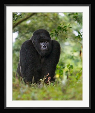 Framed Rwanda, Kigoma, Mountain Gorilla, No 3 Silverback Print