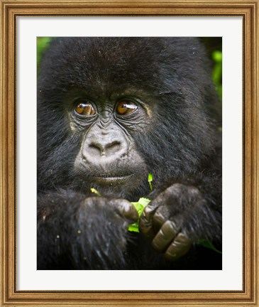 Framed Rwanda, Volcanoes NP, Close up of a Mountain Gorilla Print