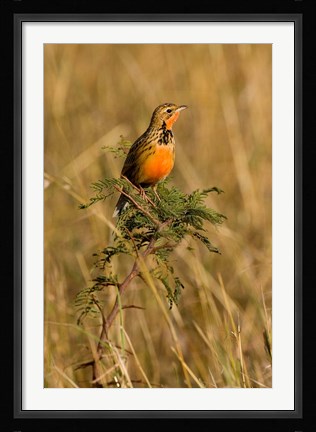Framed Rosy-breasted Longclaw bird, Maasai Mara Kenya Print