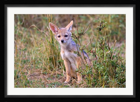 Framed Silver-backed Jackal wildlife, Maasai Mara, Kenya Print