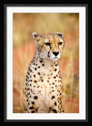 Framed Sitting Cheetah at Africa Project, Namibia Print