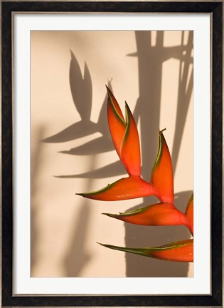 Framed Seychelles, Mahe, Anse Royale, Heliconia flowers Print