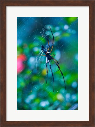 Framed Seychelles, Praslin, Vallee de Mai NP, Palm Spider Print