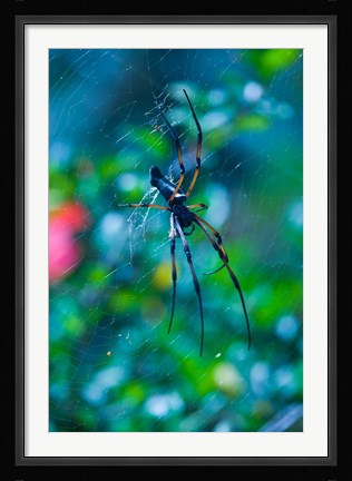 Framed Seychelles, Praslin, Vallee de Mai NP, Palm Spider Print
