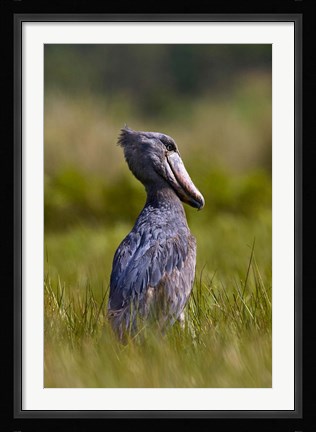 Framed Shoebill bird hunting in wetlands, Uganda, East Africa Print