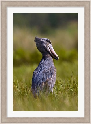 Framed Shoebill bird hunting in wetlands, Uganda, East Africa Print